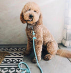 ROPE LEASH - UNICORN-1